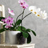 KINGLAKE GARDEN Clear Orchid Pots,4.5 Inch Clear Plastic Orchid Pots with Holes,16 Pack Clear Orchid planter Orchid Pots Plant Pots for Indoor Out...
