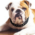 Cuban Link Dog Collar - 3/4 in Wide Metal Chain Dog Collar Venom Black, The Newest Design Stunning Pet Accessory, Cute Luxury Jewelry Costume 22 i...