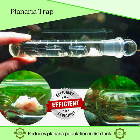 Planaria Trap Crystal Red Shrimp Tank Aquarium Bristle Worm Catcher, Shrimp Dwarf Shrimp Ghost Shrimp Live Freshwater Cleaning Supplies Clear Glas...