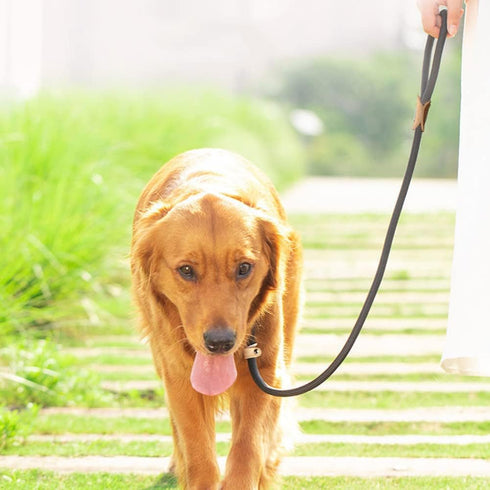 Dog Leash Slip Lead and Snap Hook Leash, Adjustable Heavy Duty 1/2" x 6 FT Braided Rope Durable No Pull Pet Strong Training Traffic Walking Lead L...