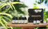 Essential Oils by INSSTTY 100% Pure Oils kit- Top 8 Aromatherapy Oils Gift Set-8 Pack, 10ML(Eucalyptus, Lavender, Lemon Grass, Orange, Peppermint,...