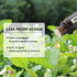 GREENSLEEVES Jasmine Essential Oil for Diffuser, 100% Pure Organic Jasmine Aromatherapy Oil for Humidifiers, Perfume, Soap Making - 0.33 Fl Oz...