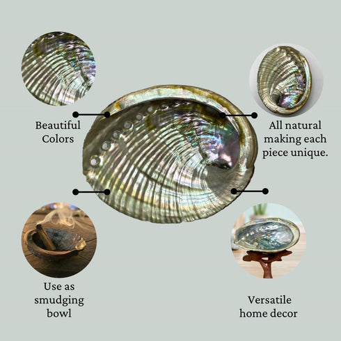 1 Abalone Shell 4 to 5 Inches | Beautiful All Natural Smudge Bowl - Perfect for Smudge Sticks, Incense Sticks and a Sage Smudge Kit. JC-011...
