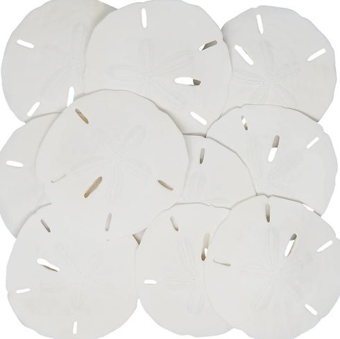 Tumbler Home White Sand Dollars 3"-3.5" - 10pcs - Wedding Seashell Craft Sandollars- Hand Picked and Professionally Packed...