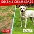 Green Lawn Chews for Dogs - Green Grass Chews - Urine Neutralizer Grass Burn Spots - Lawn Burn from Dog Urine - Probiotics & Enzymes - Made in USA...