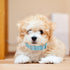 Leather Dog Collar for Small Medium Large Dog Adjustable Waterproof Dog Collars with Alloy Buckle Heavy Duty for Puppy kitten...