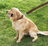 4FT/5FT/6FT Strong Dog Leash, Nylon Dog Leashes for Small Medium Large Dogs (Brown, 1 in x 10 ft)...