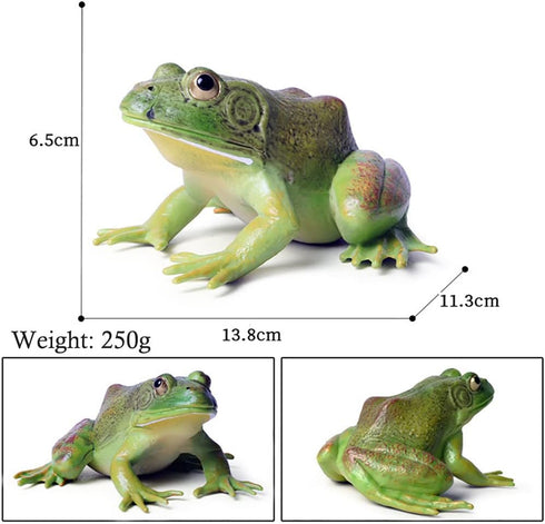 Simulated Tree Frog Model Figure Toy, Realistic Bullfrog Figurines Collection Playset Science Educational Props...