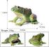 Simulated Tree Frog Model Figure Toy, Realistic Bullfrog Figurines Collection Playset Science Educational Props...