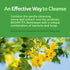 Detox Cleanse | Purely Inspired 7 Day Cleanse + Probiotics | Acai Berry Cleanse | Whole Body Cleanse Detox for Women & Men | Body Detox with Senna...