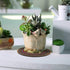 6pcs 8.5" Round Plant Coaster Mat for Gardening Indoor Outdoor Flower Pots Pad Non Slip Plant Mats for House Plants...