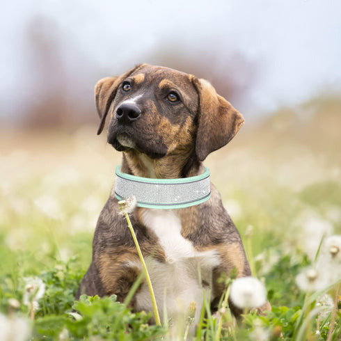 Bling Rhinestone Dog Collar Soft Comfortable Stylish Dog Collar with Bright Reflective Stripe Premium Adjustable Diamond Crystal Pet Collar for Sm...