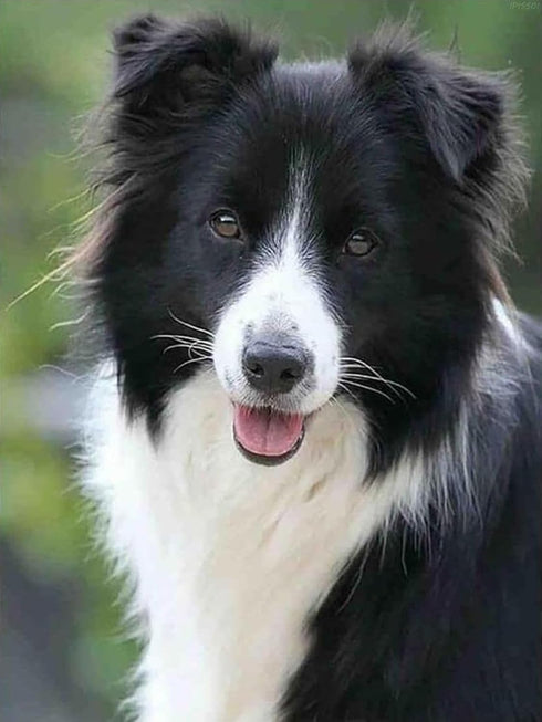 IPISSOI 5D Diamond Painting Collie Dog DIY Round Full Diamond by Number Art Painting Kits Crafts Wall Decor Home Gift 12x16inch...