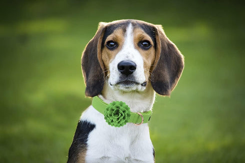 Elegant little tail Green Leather Dog Collar, Girl or Boy Durable Pet Collar, Flower Pattern Bow Tie Dog Collar Adjustable Dog Collars for X-Small...