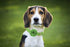 Elegant little tail Green Leather Dog Collar, Girl or Boy Durable Pet Collar, Flower Pattern Bow Tie Dog Collar Adjustable Dog Collars for X-Small...