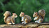 Georgetown Home & Garden Miniature Squirrels Garden Decor in Assorted Styles, Set of 3...