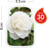 Yankee Candle Small Jar Candle | Camellia Blossom Scented Candle | Up to 30 Hours Burn Time | Garden Hideaway Collection...