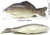 Honbay 2PCS Fake Fish Artificial Sea Fish Model Simulated Animal Fish Playset Model for Kitchen Decor Photography Props Food Display Favor (7.48 I...