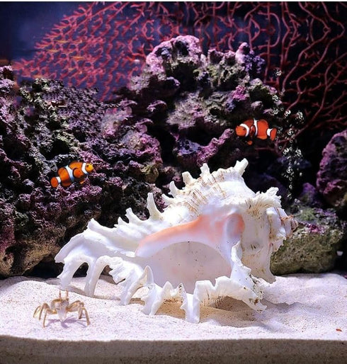 5.5‘’ to 6.3‘’ Large Natural Conch Shell Fish Tank Hideout Fish Tank House Natural Conch sea Shells for Fish Tank,Air Plant,Home Decorations,DIY C...