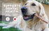 Bully Stick,4-6" Single-Ingredient, Premium, All-Natural Grass-Fed Bull Stick, Long Lasting Dog Chew for Aggressive Chewers - 2.2 oz | for Small D...