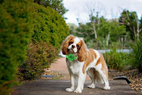 Elegant little tail Green Leather Dog Collar, Girl or Boy Durable Pet Collar, Flower Pattern Bow Tie Dog Collar Adjustable Dog Collars for X-Small...