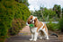 Elegant little tail Green Leather Dog Collar, Girl or Boy Durable Pet Collar, Flower Pattern Bow Tie Dog Collar Adjustable Dog Collars for X-Small...