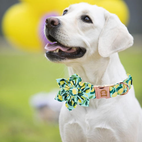 MR. CHUBBYFACE Dog Collar with Bowtie Summer Lemon Dog Collar Adjustable Boy Girl Flower Dog Collar Bowtie for Small Medium Large Dog...