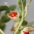 Ashwagandha Essential Oil, 100% Pure and Natural - Undiluted, Steam Distilled from Withania Somnifera - Woody & Earthy Scent with Nutty Overtones ...