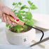 Bonsai Root Hook, 22cm Manganese Steel Single Claw Gardening Hook Root Pick Rake Bonsai Tool Handle Weeder with Comfortable Wooden Handle for Outd...