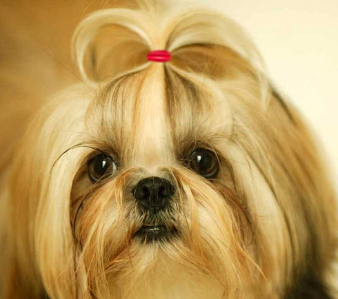 YOY 3/4" Pet Dog Stretchy Rubber Bands, 600/Box - Puppy Elastics Ties Pony Tail Holders Hair Accessories for Doggy Grooming Top Knots Ponytails Br...