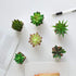 Nubry Mini Fake Succulent Plants Artificial Plastic Succulents Potted Faux Assorted Plants for Home Office Table Decoration, Set of 6 (White Plast...
