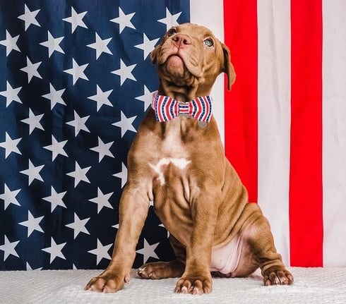 DOGWONG American Flag Dog Collar with Bowtie, Flag Cotton Dog Collar Comfortable Durable American Dog Collar - Memorial Day Collar for Small Mediu...