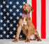 DOGWONG American Flag Dog Collar with Bowtie, Flag Cotton Dog Collar Comfortable Durable American Dog Collar - Memorial Day Collar for Small Mediu...