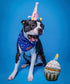 Nestpark Dog Birthday Toy - Pup Cake Puppy Cupcake Plush Squeak and Crinkle Gift...