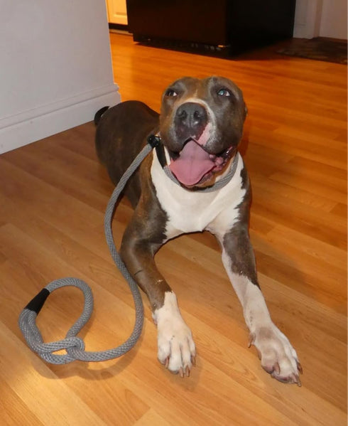 Slip Lead Dog Leash, No Pull Dog Leash Slip Lead, Anti-Choke Soft Braided Rope Leash for Large Medium Dogs Transitional Training and Walking (Blac...