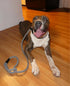 Slip Lead Dog Leash, No Pull Dog Leash Slip Lead, Anti-Choke Soft Braided Rope Leash for Large Medium Dogs Transitional Training and Walking (Blac...