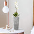 Beautyflier 6” Pack of 4 Clear Flower Pot Planter Plastic Orchid Pot with Holes Tall Plant Pots for Home Office Desk Garden Flower Shop Decoration...