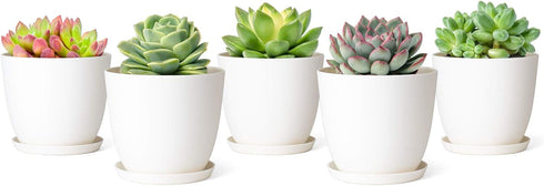 Mkono 4.5" Plastic Succulent Planters with Saucers, Indoor Set of 5 Nursery Pots Flower Plant Pot with Drainage for Small House Plants, Herbs and ...