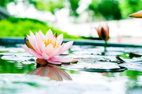 30 Mixed Miniature Water Lily & Lotus Seeds Vibrant Blooms for Bowls & Ponds Non-GMO, Indoor/Outdoor Water Garden in a Bowl or Pond...