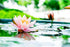 30 Mixed Miniature Water Lily & Lotus Seeds Vibrant Blooms for Bowls & Ponds Non-GMO, Indoor/Outdoor Water Garden in a Bowl or Pond...