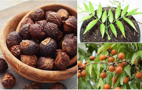 AnNafi® Reetha | Organic Soap Nuts | Aritha/Areetha/Kunkudukaialu | Sapindus used for making Reetha Powder, Ritha Shampoo, Oil | Natural Hair Care...