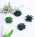 Plant Pattern 3D Resin Succulent Fridge Refrigerator Magnets, White Board Magnets for Home Refrigerator Office Display Board, Set of 8...