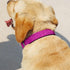 Glittering Basic Dog Collar, Comfy & Durable Dog Collar for Small Medium Large Dogs with Eco-Friendly Plastic Buckle, Adjustable Stylish Nylon Dog...