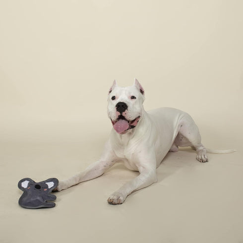 Fringe Studio Plush Dog Toy, Durable, Let's Have Some Koala-TY TIME (729067) Medium...