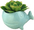 VanEnjoy 5" Ceramic Succulent Pot, Cute Ocean Blue Seashell Series, Conch Shaped Cactus Pot Planter, Flower Pot, Pottery Bonsai Pot (Whale)...