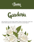 Shortie's Candle Company Pure Gardenia Wax Melts Multi Pack - Formula 117-2 Highly Scented 3 Oz. Bars - Made with Essential & Natural Oils - Flowe...