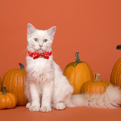 Elegant little tail Dog Collar with Bow - Fall Dog Collar Halloween Pumpkin Bow Girl Boy Pet Collar Soft Dog Bowtie Collars for X-Large Dogs...