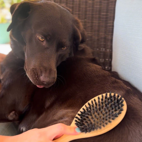 Dog Brush for Shedding - Cat Brush for Shedding - Double Sided Bamboo Brush Ball Pin and Soft Nylon Bristle - Dog and Cat Grooming Brush (Small)...