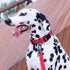 EXCELLENT ELITE SPANKER Reflective Dog Collar Classic Soft Padded Breathable Nylon Adjustable Pet Collar with Quick Release Buckle for Boy Girl Ma...