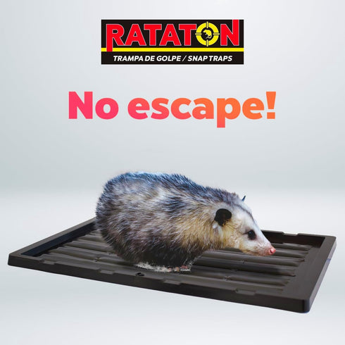 Glue trap for rats and mice, for extra large animals, without poison, non-toxic, you can release the animal just apply cooking oil. Easy to use in...